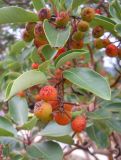 Arbutus andrachne. Верхушка веточки с плодами. Южный берег Крыма, Никитский ботанический сад. 7 ноября 2012 г.