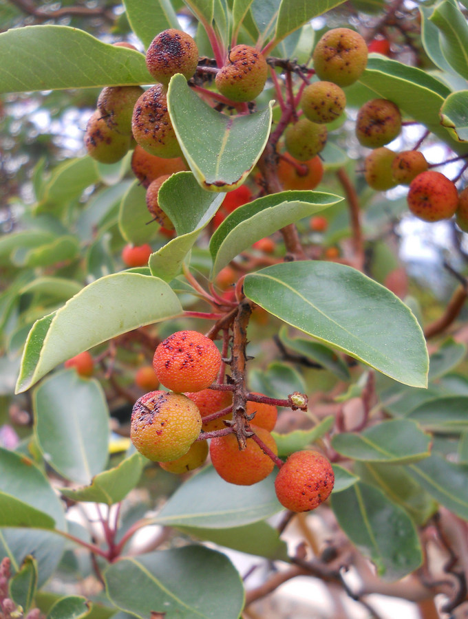 Image of Arbutus andrachne specimen.