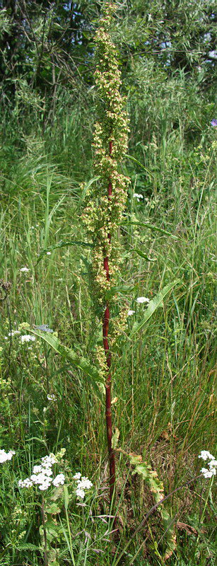 Изображение особи Rumex crispus.