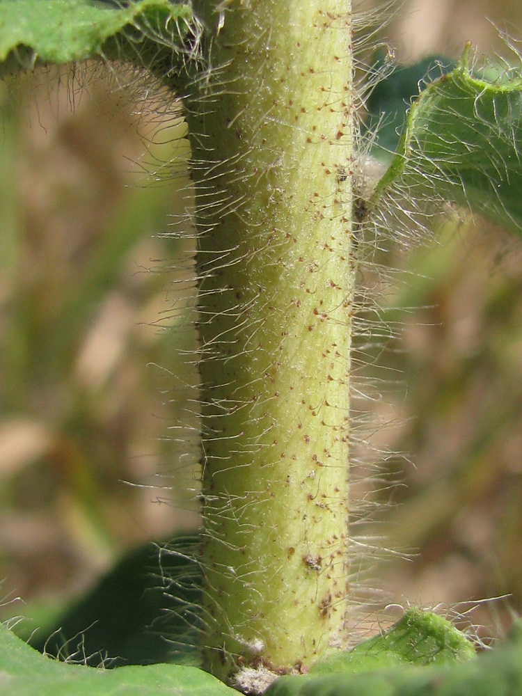 Image of Hieracium robustum specimen.