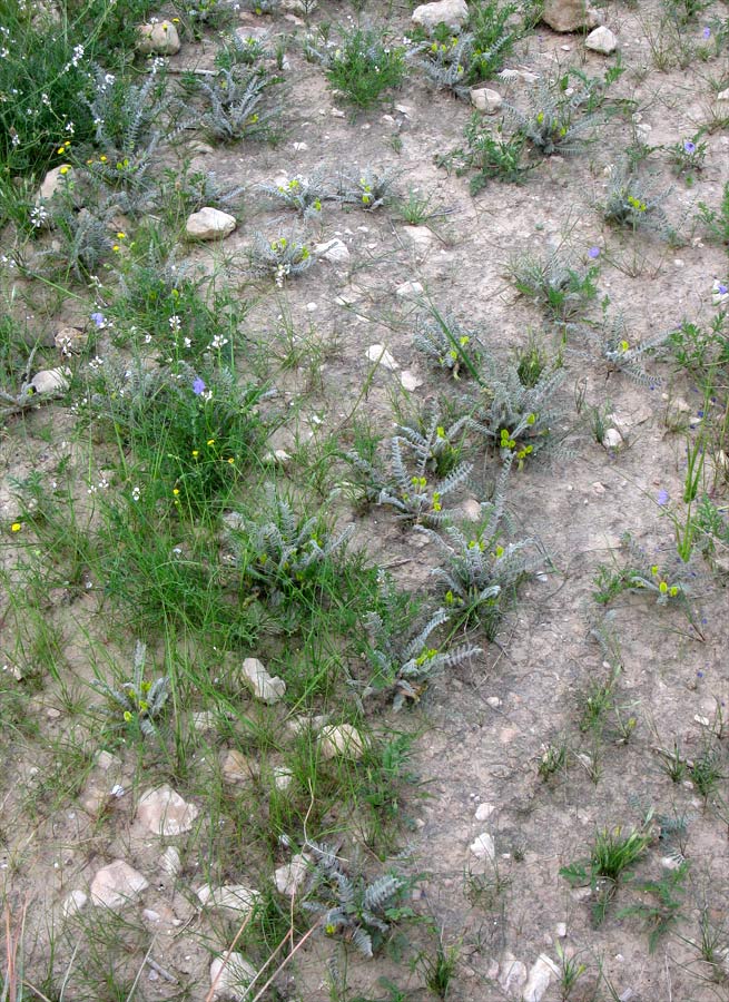 Image of Astragalus caprinus specimen.