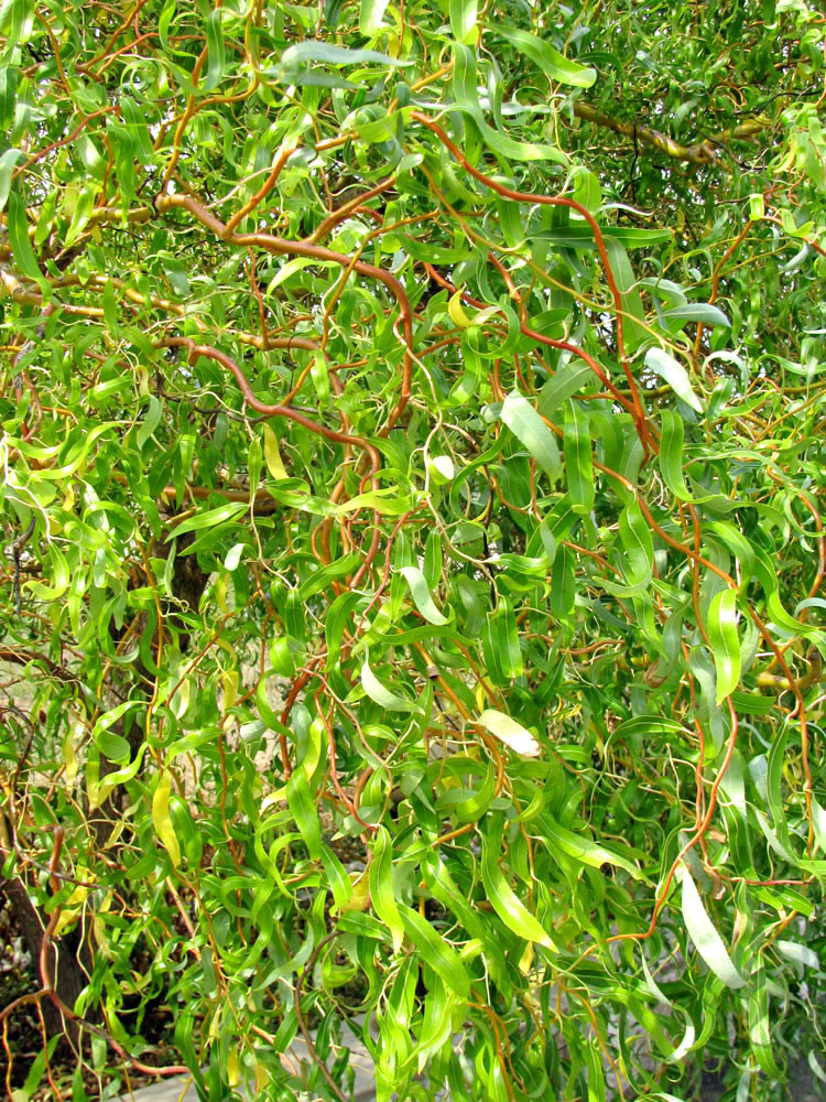 Image of Salix &times; sepulcralis specimen.