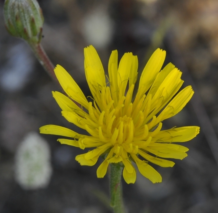 Image of familia Asteraceae specimen.