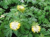 Corydalis nobilis