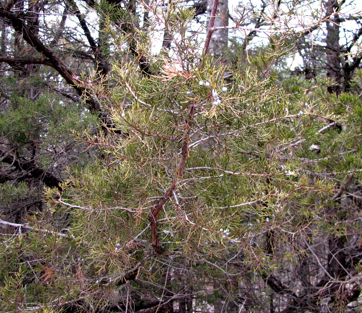 Image of Juniperus virginiana specimen.