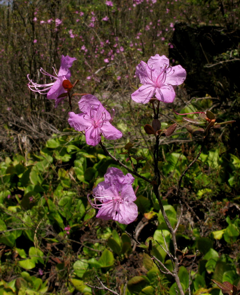 Image of Rhododendron ledebourii specimen.