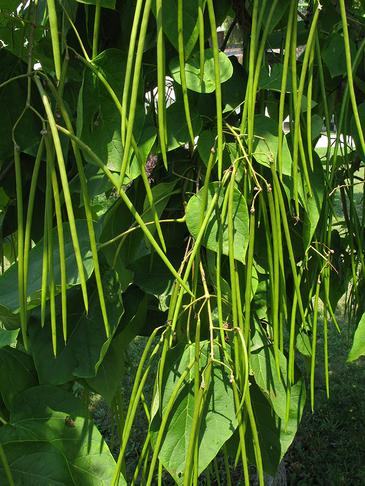 Image of Catalpa bignonioides specimen.