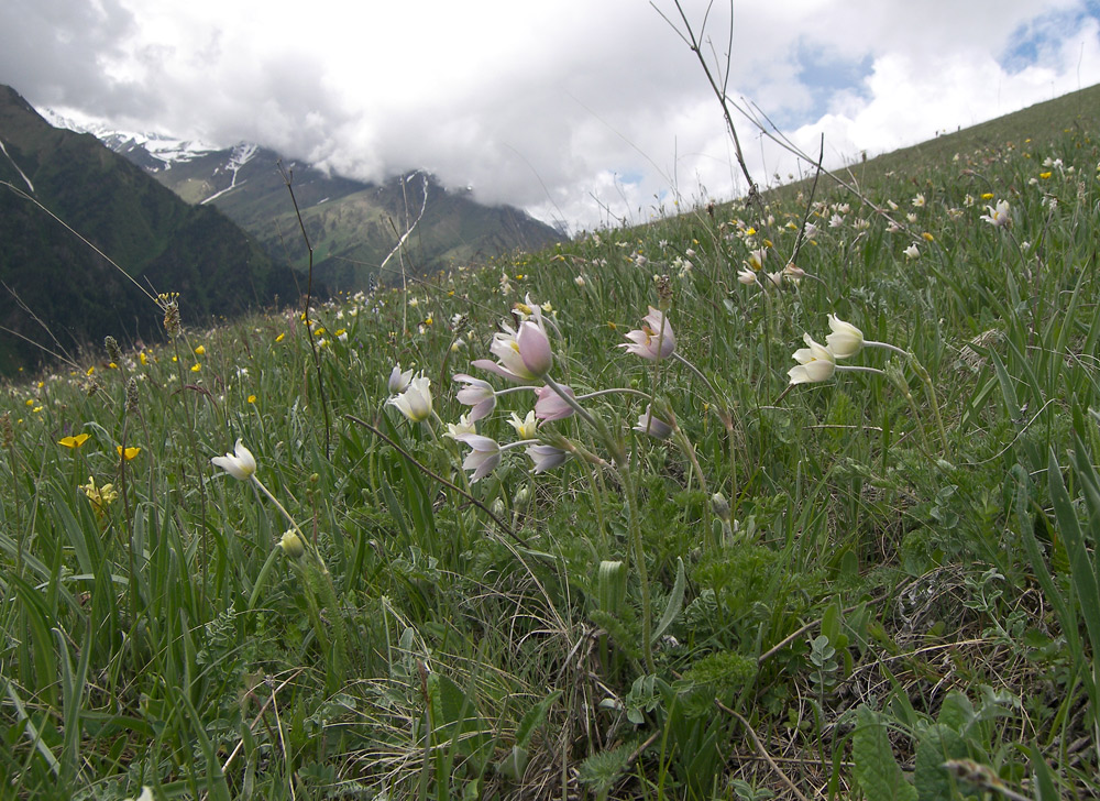 Image of Pulsatilla violacea specimen.