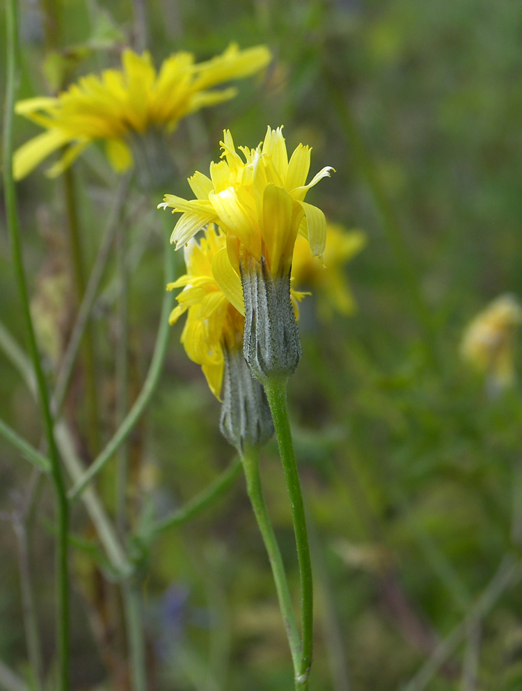 Изображение особи Crepis sonchifolia.