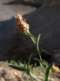 Centaurea подвид substituta