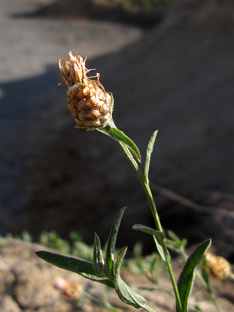 Изображение особи Centaurea jacea ssp. substituta.