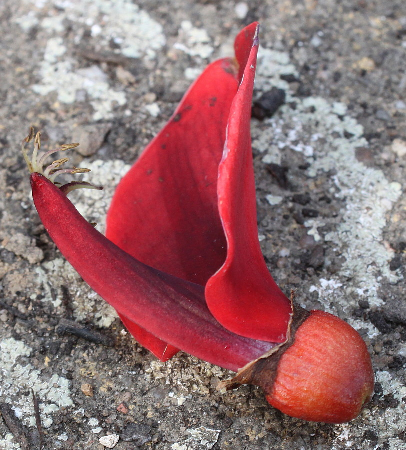 Изображение особи Erythrina crista-galli.