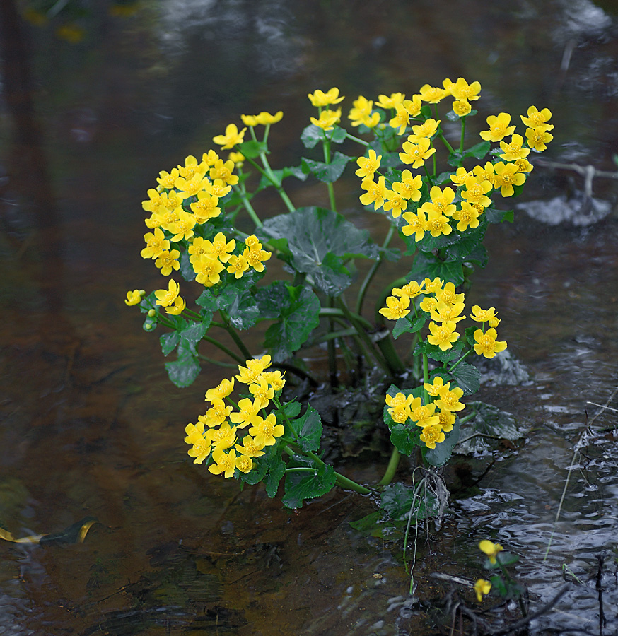 Image of Caltha palustris specimen.