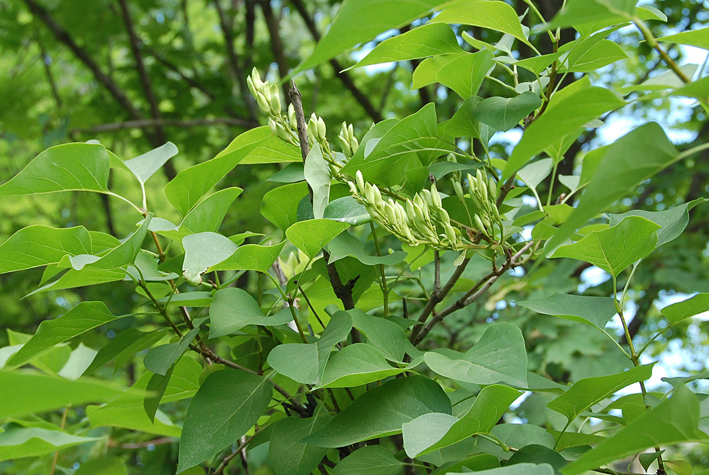 Изображение особи Syringa vulgaris.