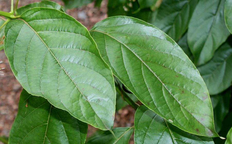 Изображение особи Cephalanthus occidentalis.