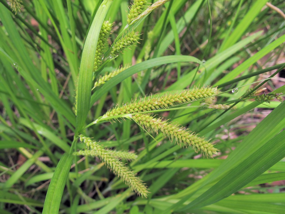 Изображение особи Carex tuminensis.