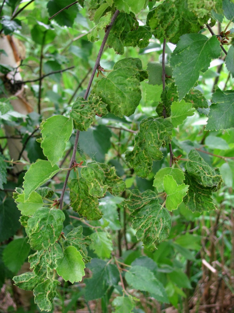 Изображение особи Betula pubescens.