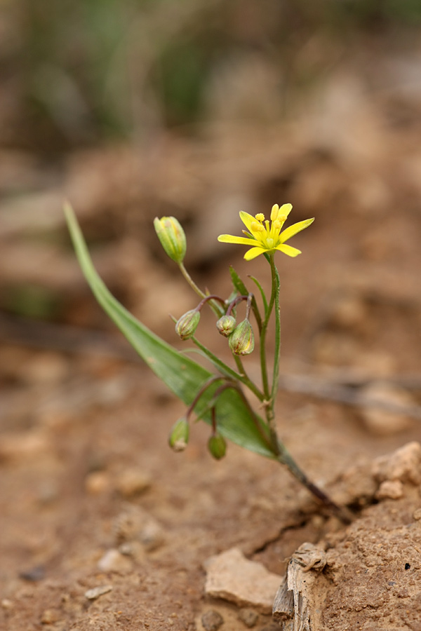 Image of genus Gagea specimen.