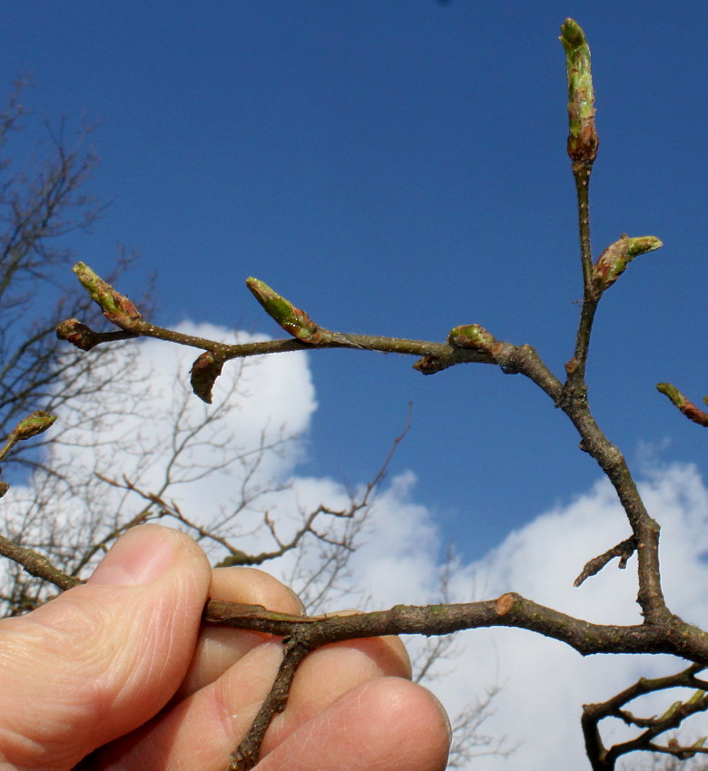 Image of Nothofagus &times; alpina specimen.