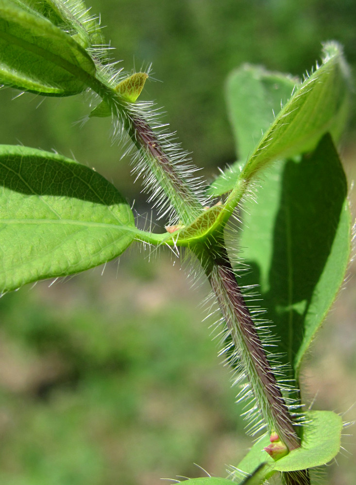 Image of Lonicera pallasii specimen.