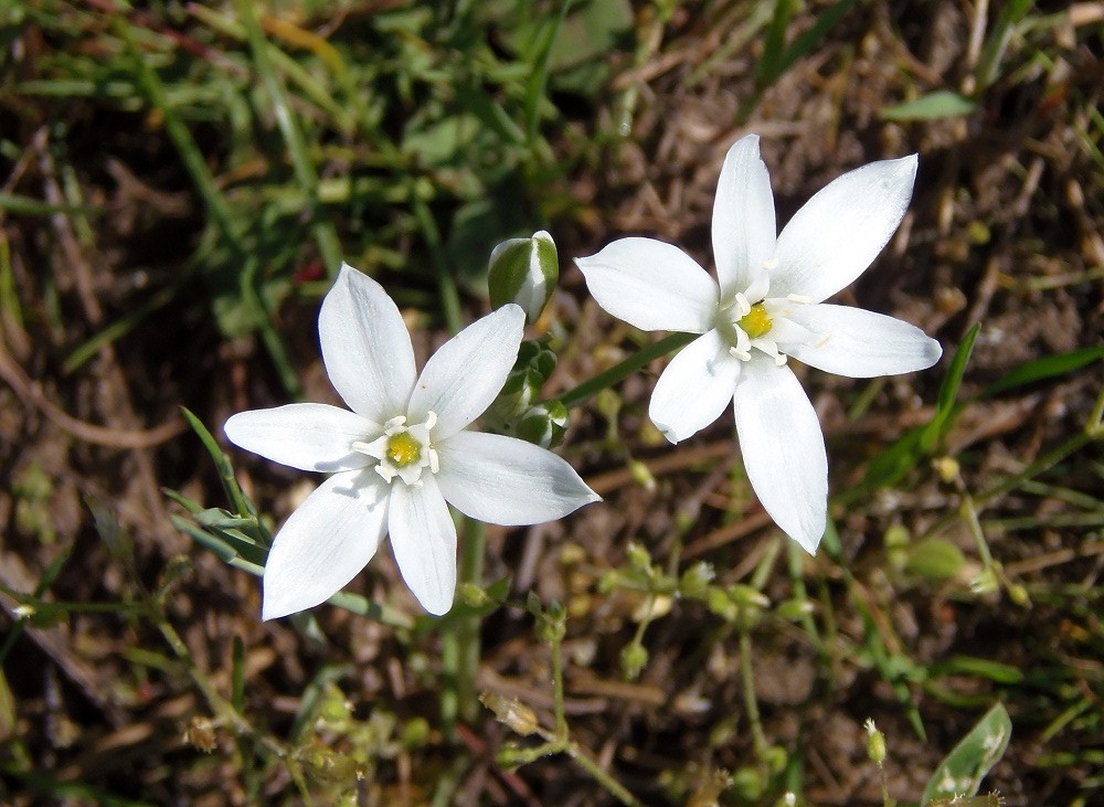 Image of Ornithogalum kochii specimen.