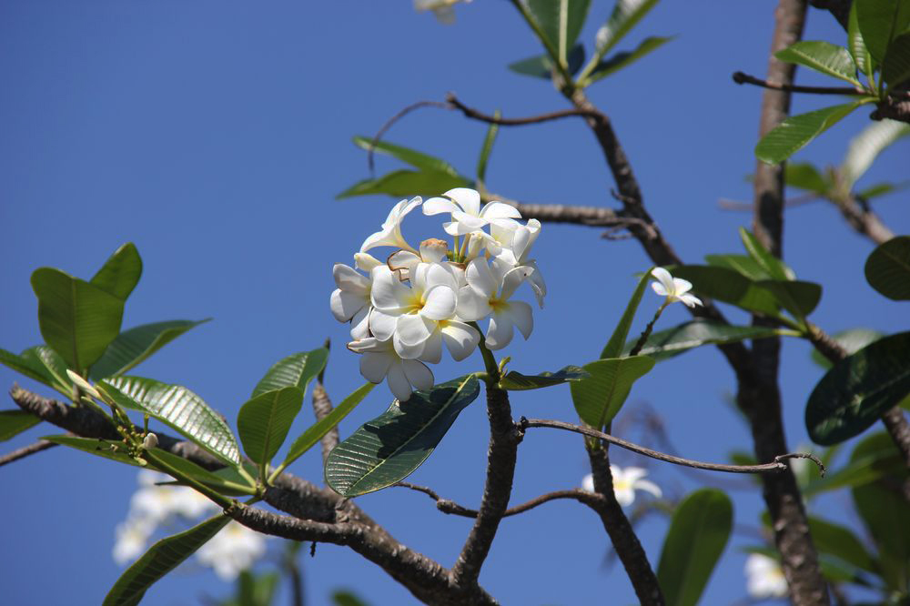 Изображение особи Plumeria obtusa.