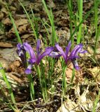 Iris uniflora. Цветущие растения. Приморский край, Спасский р-н, окр. с. Хвалынка. 11.05.2013.