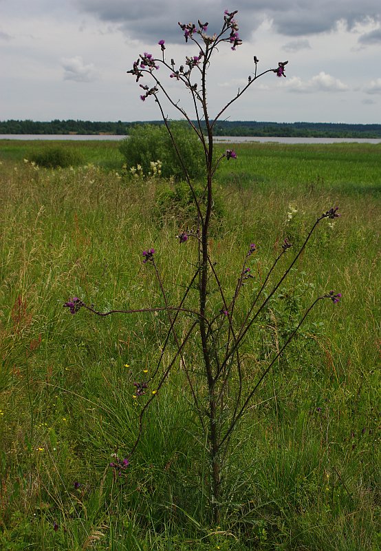 Image of Cirsium palustre specimen.