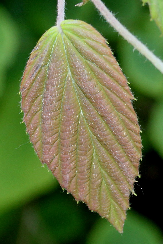 Image of Corylopsis sinensis specimen.