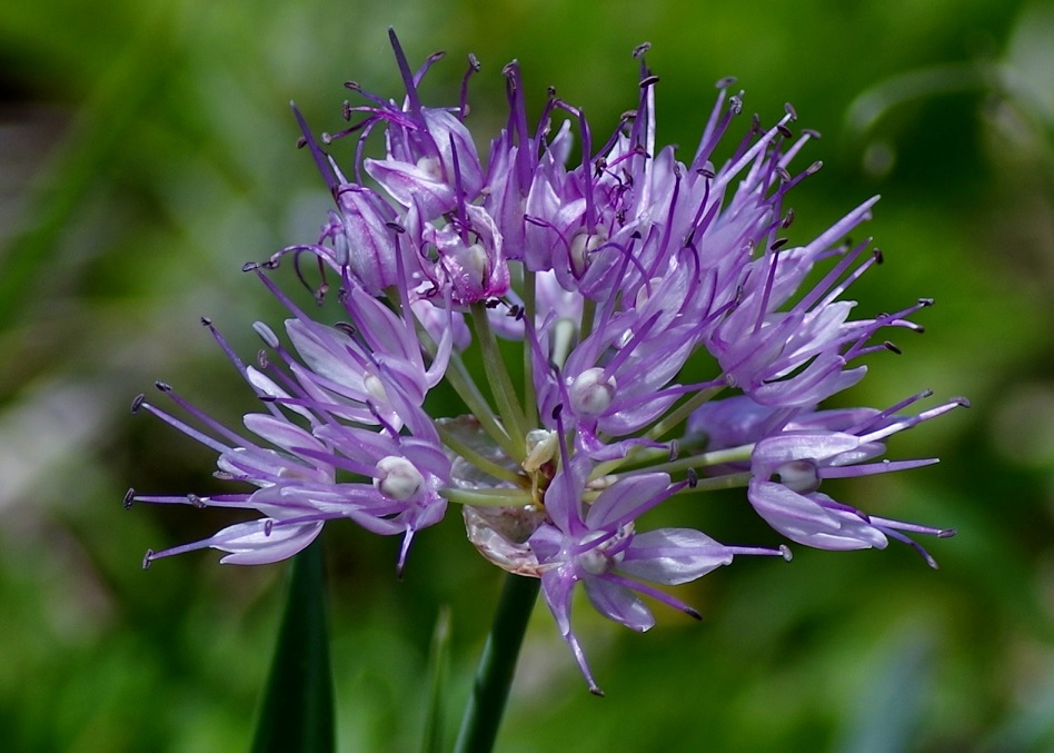 Image of Allium amblyophyllum specimen.