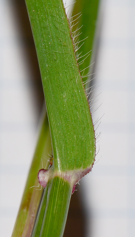 Image of Dactyloctenium aegyptium specimen.