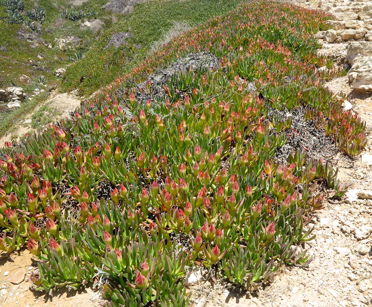 Изображение особи род Carpobrotus.