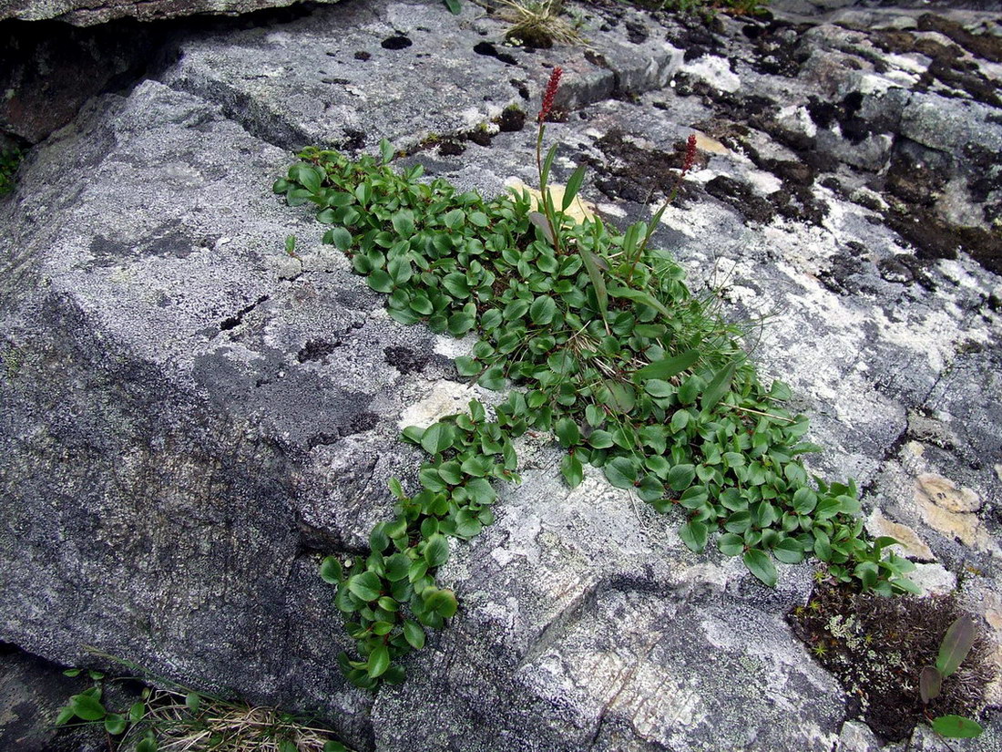 Image of Salix herbacea specimen.