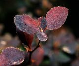 Berberis form atropurpurea