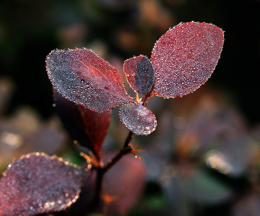 Изображение особи Berberis vulgaris f. atropurpurea.