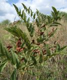 Glycyrrhiza glabra