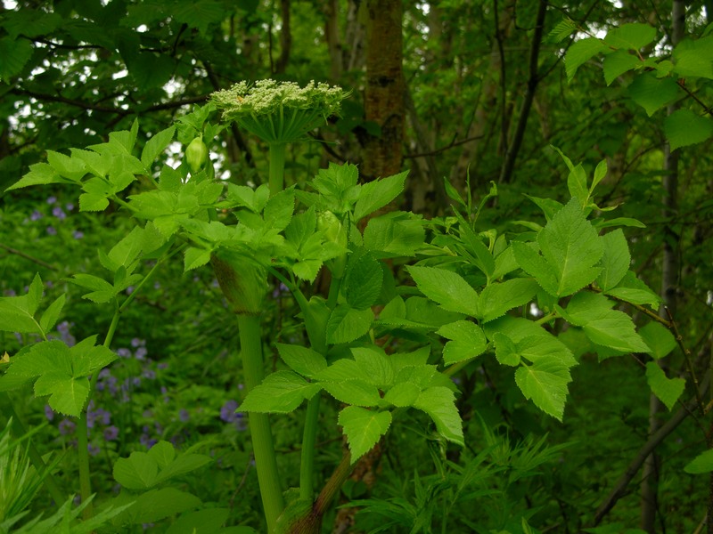 Изображение особи Coelopleurum gmelinii.