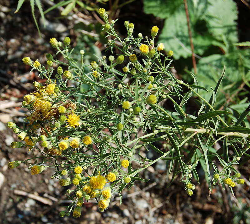 Image of Galatella punctata specimen.