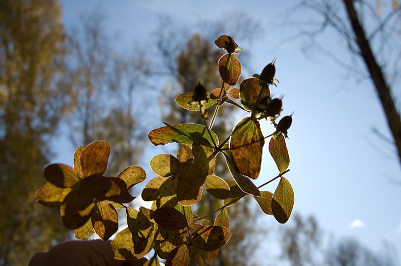 Изображение особи Hypericum maculatum.