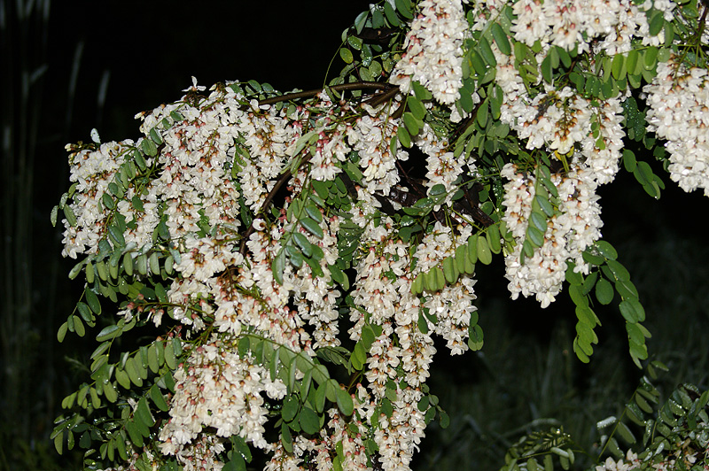 Image of Robinia pseudoacacia specimen.