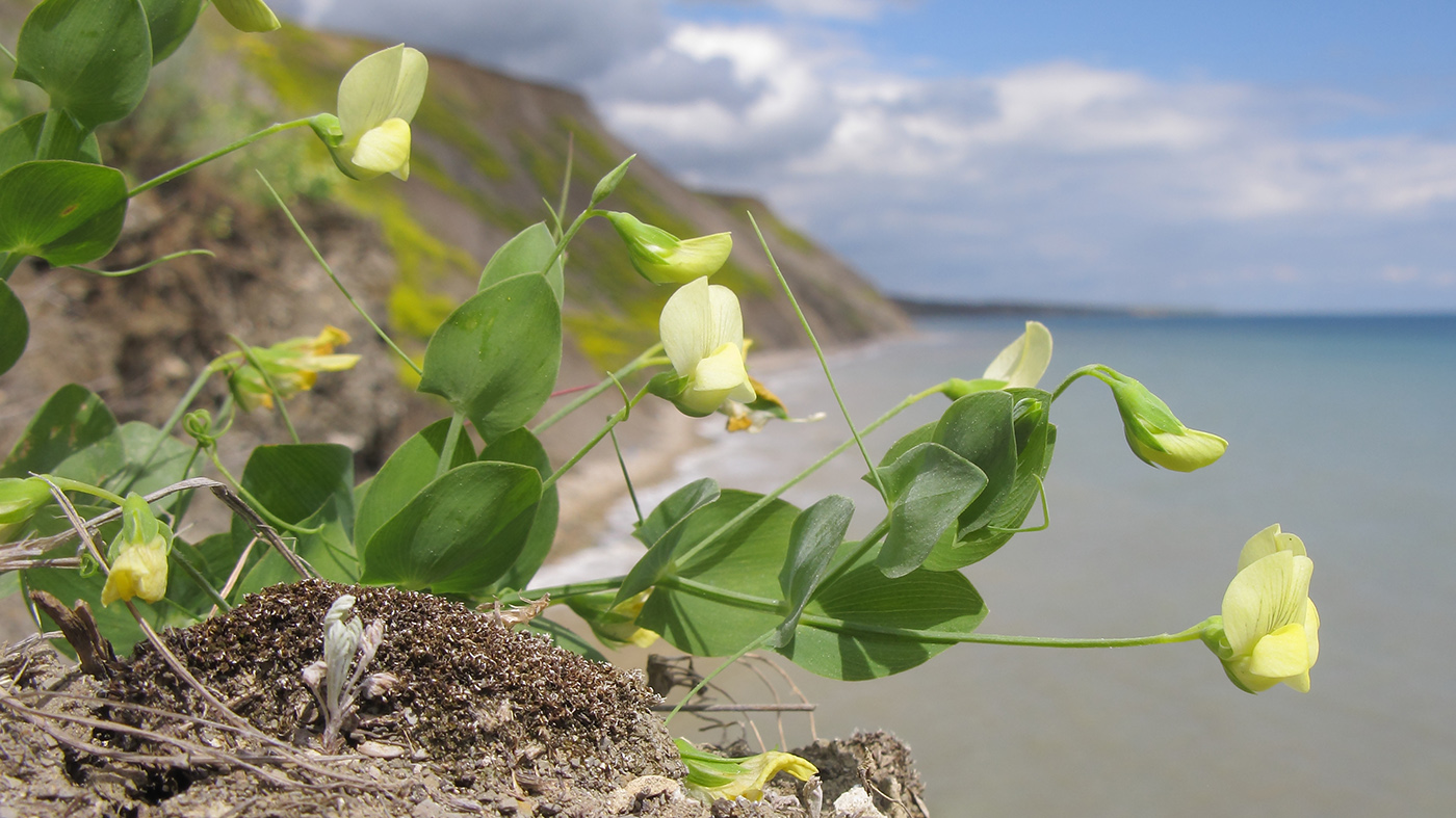 Image of Lathyrus aphaca specimen.