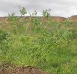 Erodium ciconium. Плодоносящее растение. Краснодарский край, Темрюкский р-н, мыс Железный Рог, приморский обрывистый глинистый склон. 09.05.2015.