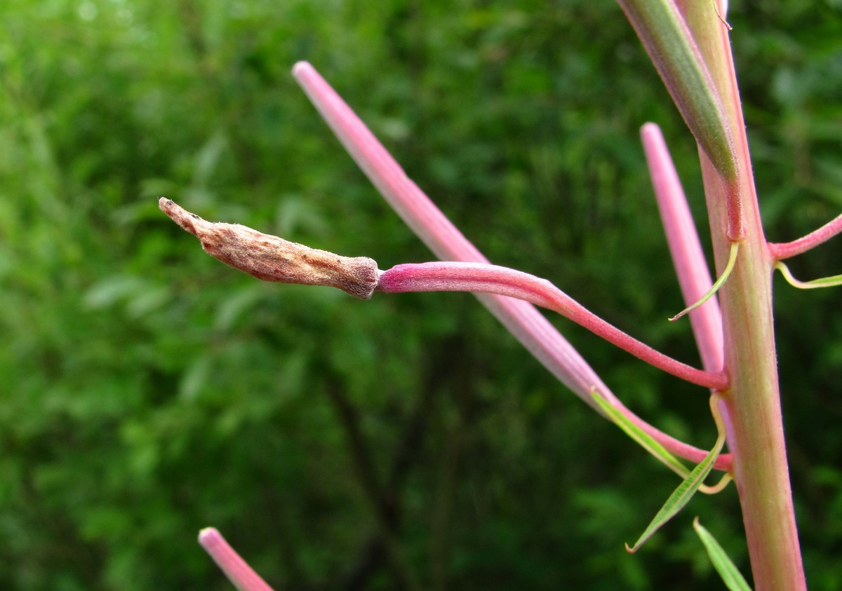 Image of Chamaenerion angustifolium specimen.