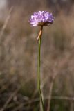 Armeria alpina. Верхушка цветущего растения. Черногория, нац. парк Ловчен, ~1,3 км к зап. от пос. Ivanova Korita, пояс букового леса, каменистый луг у обочины грунтовой дороги. 10.10.2014.