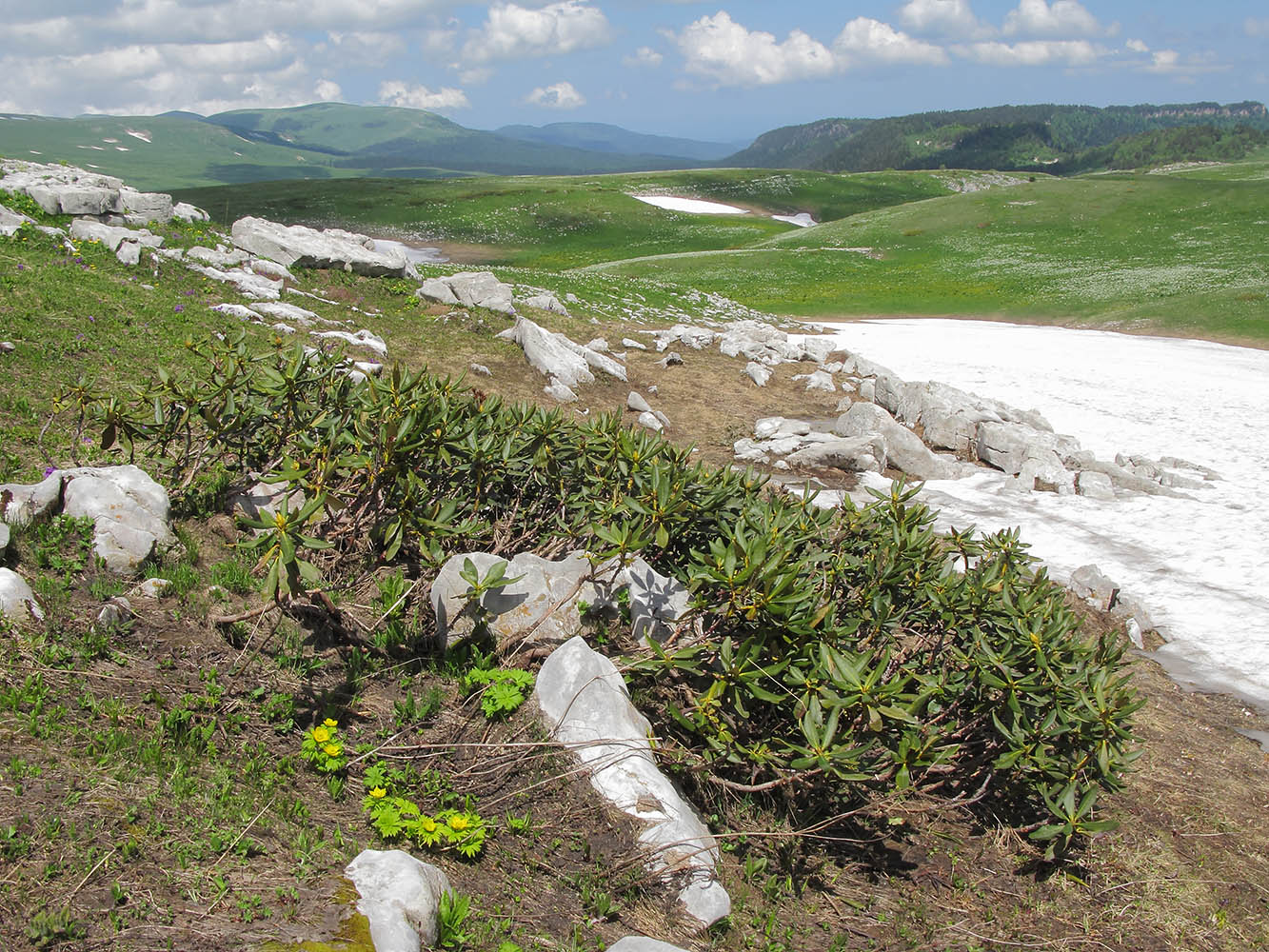 Изображение особи Rhododendron caucasicum.