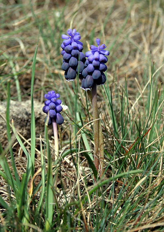 Изображение особи Muscari neglectum.