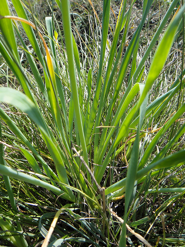 Изображение особи Allium senescens.