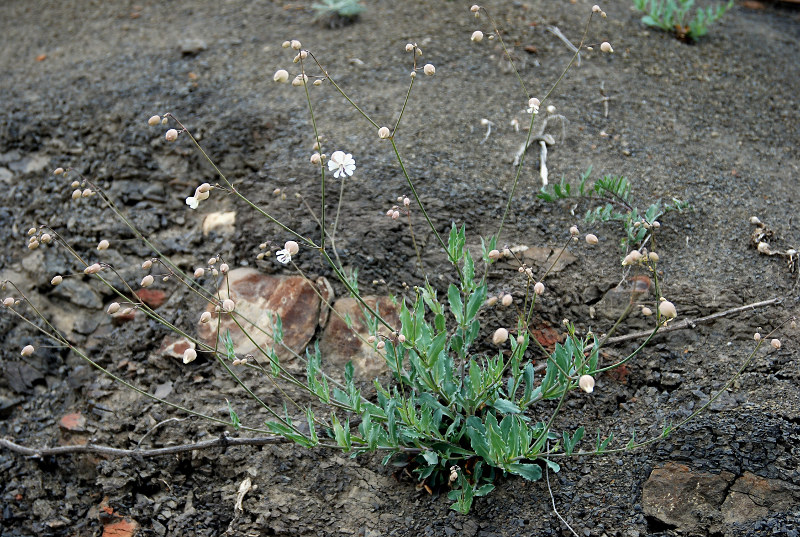 Image of Oberna crispata specimen.