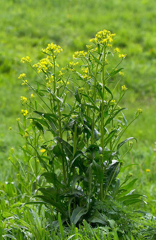 Image of Bunias orientalis specimen.