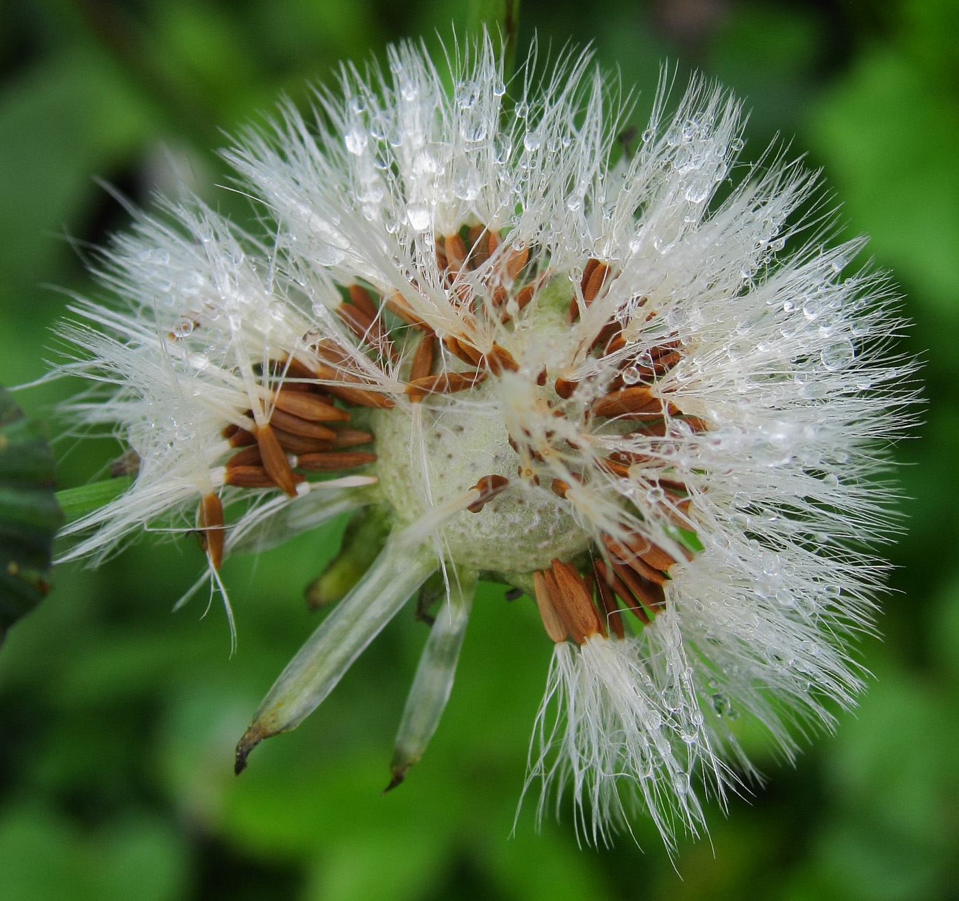 Image of Sonchus asper specimen.